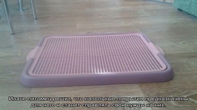 Как приучить шпица к пеленке и туалету в квартире или на улице