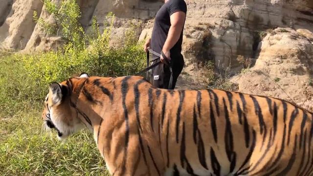 Тигр Ройс поехал на машине гулять(бутылку за собой убрали )/tiger went for a walk