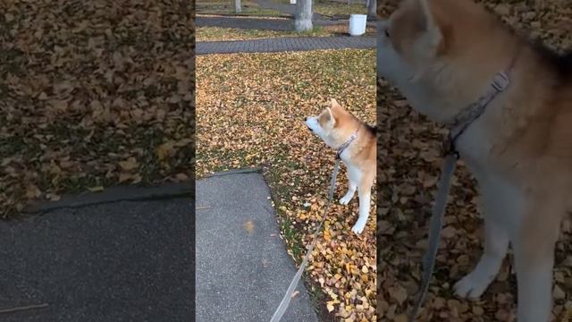 Щенок лает на ненастоящего коня 😄 l Алиса Анцелевич Live смотреть онлайн