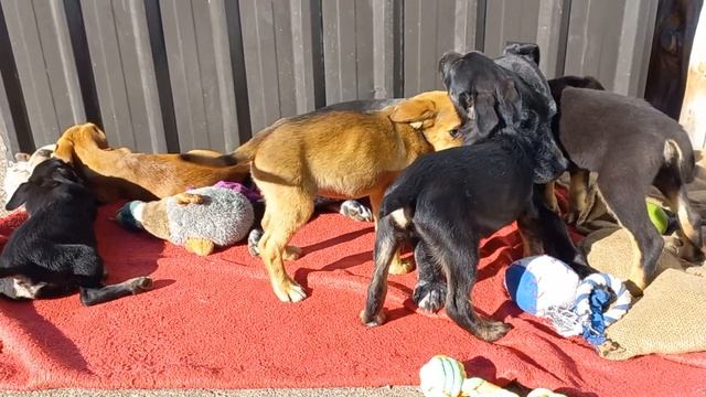 Long video- Java, Jade, Moss, Max, Maverick, Magnum and Evie смотреть онлайн