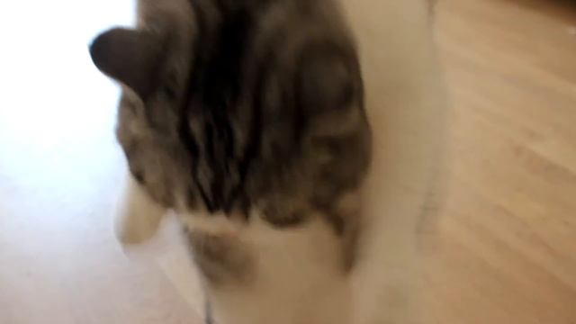 Утро кота//cat morning смотреть онлайн