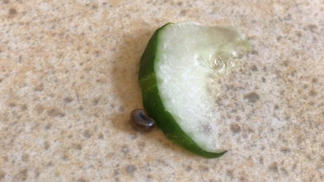 Вредители в грунте Орхидеи! смотреть онлайн