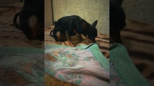 Джек и сахарная косточка говяжья. смотреть онлайн