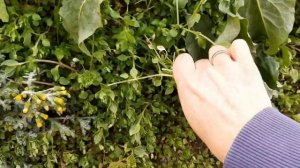 Весенние дикорастущие травы, собираем вместе/ 10 полезных дикоросов:звездчатка,горчица луговая и др