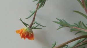 Портулак в июле на балконе цветение в начале и в конце месяца