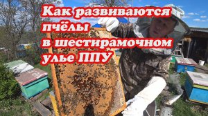 КАК РАЗВИВАЮТСЯ ПЧЁЛЫ В ШЕСТИРАМОЧНОМ УЛЬЕ ППУ РАННЕЙ ВЕСНОЙ