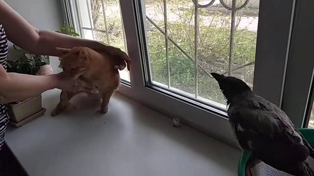 Кот и ворона смотреть онлайн