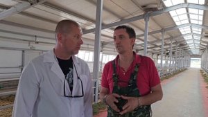 Комплекс молочного овцеводства! Овцы Лакон - молочное производство! Самара КФХ "БОСТАНЧАН"