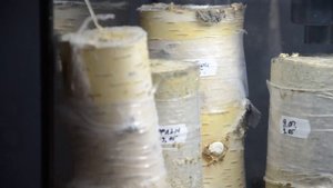 очистка мицелия 3 способа