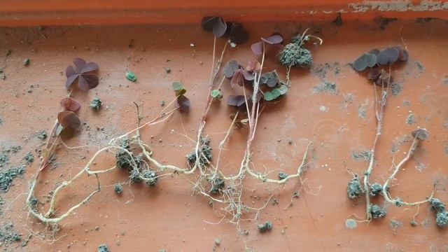 Кислица рожковая