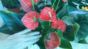 1 Piece Every Week! Anthurium Without Flowers Suddenly Blooms Continuously