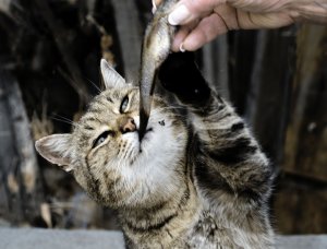 Дети, котики и закаты. Областной конкурс «#Фотопогоня»