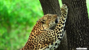 #Islam#Quran#AlAhzab'#ٌMinshawiy#Коран#АльАхьзаб#СамыеКрасивыеМеста#Relaxation#4кВидео#4часть#