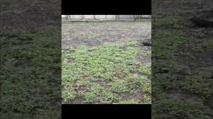 медоносные травы, что я высаживаю из медоносов