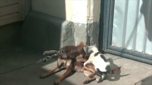 Хищный кот напал на собаку. A predatory cat attacked a dog. кот и собака, кто кого?