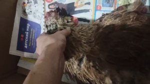 Курочка не стоит на лапках и тяжело дышит. Не знаю даже как ей помочь?!