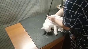 "Дракон" или как подстричь кота?