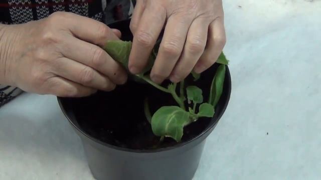 Семинар: Выращивание огурцов смотреть онлайн