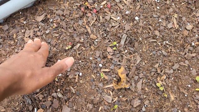 Garden Updates & Planting For The Fall Season