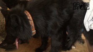 Вязка (Гросс Эрфольг Геркулес и Кодри фон Кайзер Штерн) / Необычная поза «в замке»