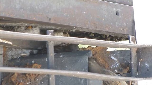 самка и самец воробья кормят птенцов в гнезде городском смотреть онлайн