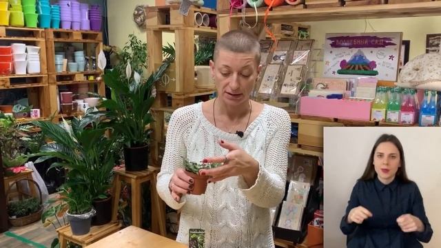 Традесканция - все ли сорта вам знакомы? { СУРДОПЕРЕВОД }  Неприхотливое ампельное растение для дом