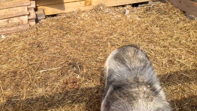 Контактный зоопарк Ирдоматка смотреть онлайн