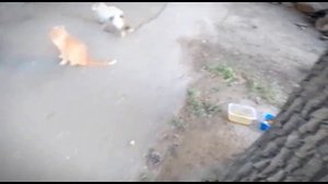 Vlog Добра | ОНИ НАС ЖДАЛИ! Накормили бездомных кошек.