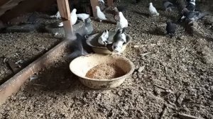 кормление и содержание голубей