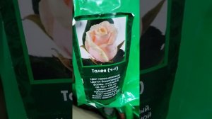 Обзор. 🌹🌹🌹Розы из Светофора