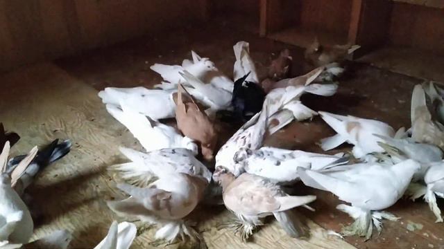 Если духом ты слаб и не скор ты на доброе дело,ты бесплодная ветка что жизнь для себя захотела! смотреть онлайн