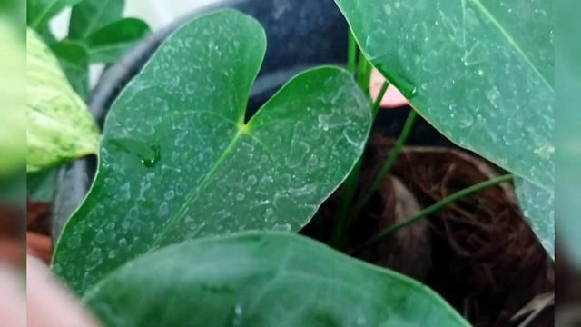 വേപ്പിൻ പിണ്ണാക്കിന് പകരക്കാരൻ/ organic fertilizer for all plants/gardening malayalam/pesticides