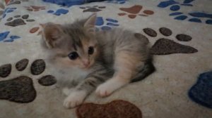 Серый полосатый котёнок