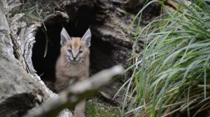 Полуторамесячные котята каракала на прогулке