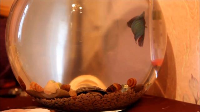 Петушок и зеркало смотреть онлайн