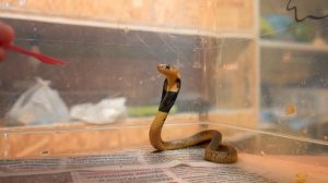 КОБРЁНОК ВЦЕПИЛСЯ В ПАЛЕЦ