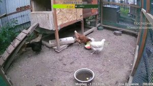 Курятник. Жизнь в курятнике. Можно покормить онлайн. Chicken coop stream. Online feed