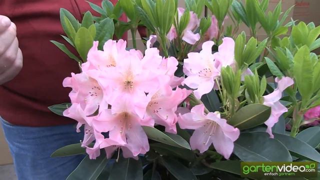 Rhododendron Hybride Diana смотреть онлайн