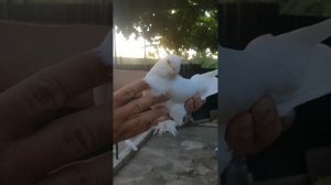 Бухарские бойные голуби Фазлиддина Рамазанова г. Ташкент, Узбекистан | Buxoro kaptarlari | Pigeons