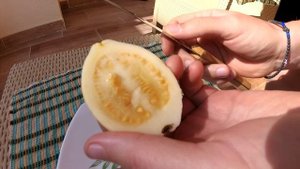 ГУАВА В ЕГИПТЕ| Где купить в Хургаде зимой? Цены, обзор