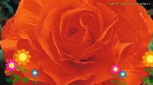 Бегония клубневая Дабл Орендж. Краткий обзор, описание характеристик begonia Double Orange