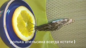 КАК ВЫРАСТИТЬ БАБОЧКУ ИЗ КУКОЛКИ В ДОМАШНИХ УСЛОВИЯХ. ГОЛУБАЯ МОРФО САМЕЦ. Бабочкарий дома.
