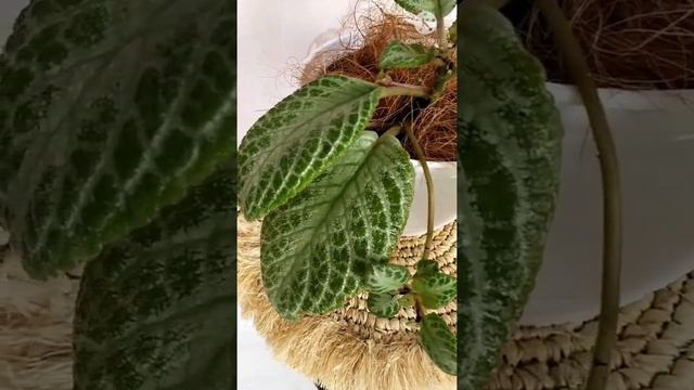 #tanamanmurah #jenisepiscia Cara merawat episcia смотреть онлайн