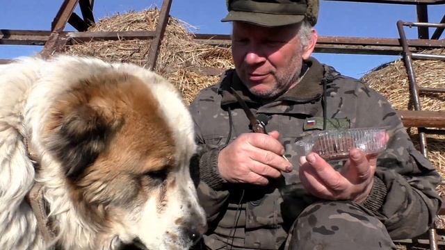 Свежий коровий навоз вкусное пирожное для сторожевой собаки