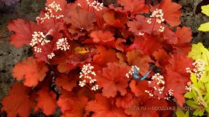 Гейхера гибридная Рио (heuchera hybrid rio) ? гейхера Рио обзор: как сажать саженцы гейхеры Рио