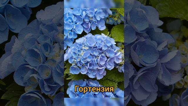 Какие комнатные цветы любят кислую почву