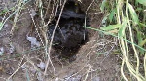 Осиное гнездо в норе