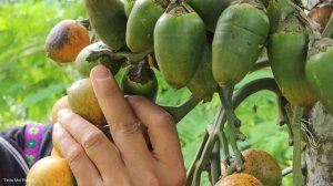 Harvest Areca Berries Fruit Goes to the market to sell - Daily life - Pet care | Trieu Mai Huong