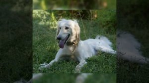 Тайган Киргизская борзая  борзая , Характер собаки