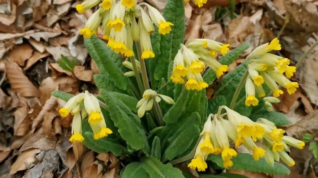 Primula veris(Ciubotica cucului) смотреть онлайн